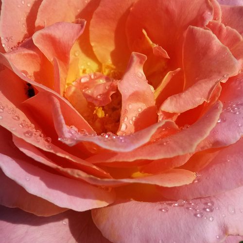 Online rózsa rendelés - Sárga - Rózsaszín - teahibrid rózsa - intenzív illatú rózsa - Rosa Elle® - Jacques Mouchotte - Intenzív illatú rózsa, a nyílás során folyamatosan változó színekben.